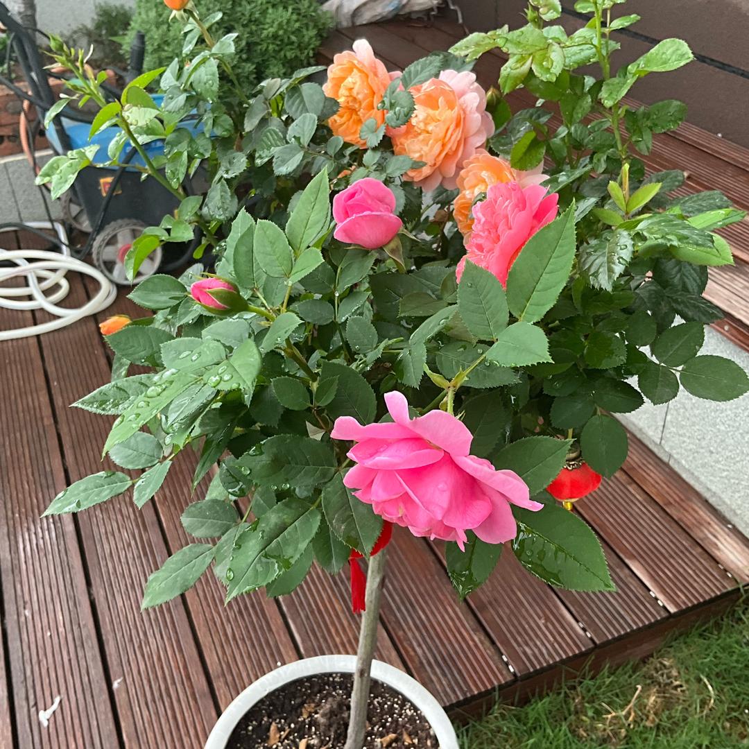 有缘刷到你