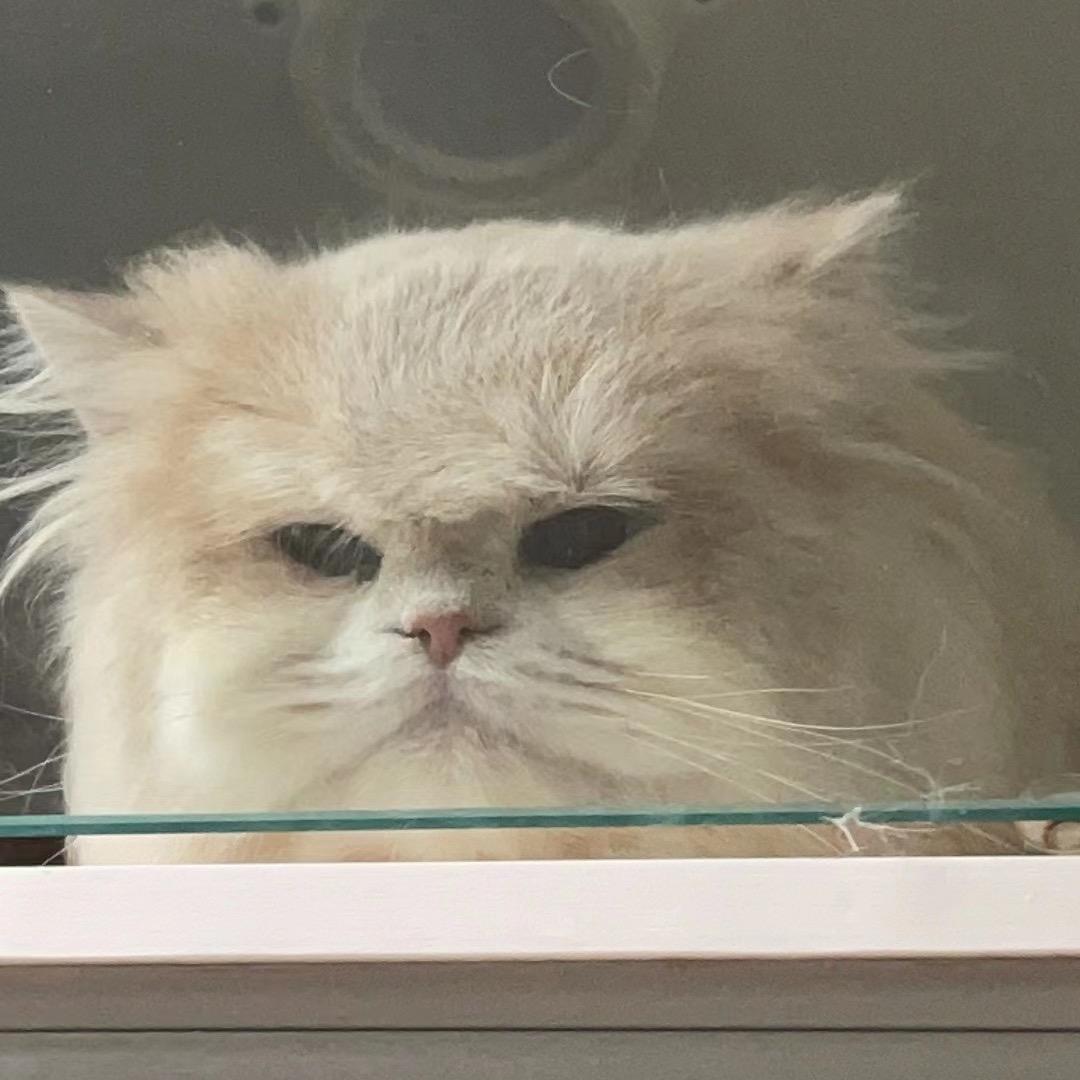 v汤姆萌宠