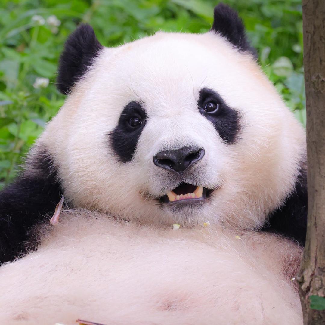一群小怪兽