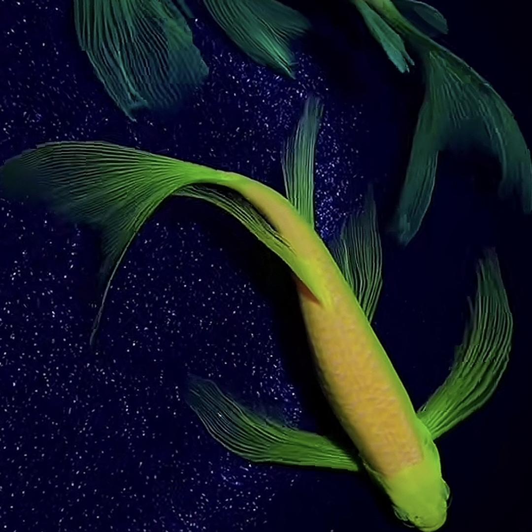 诺珩观赏鱼(工厂店)