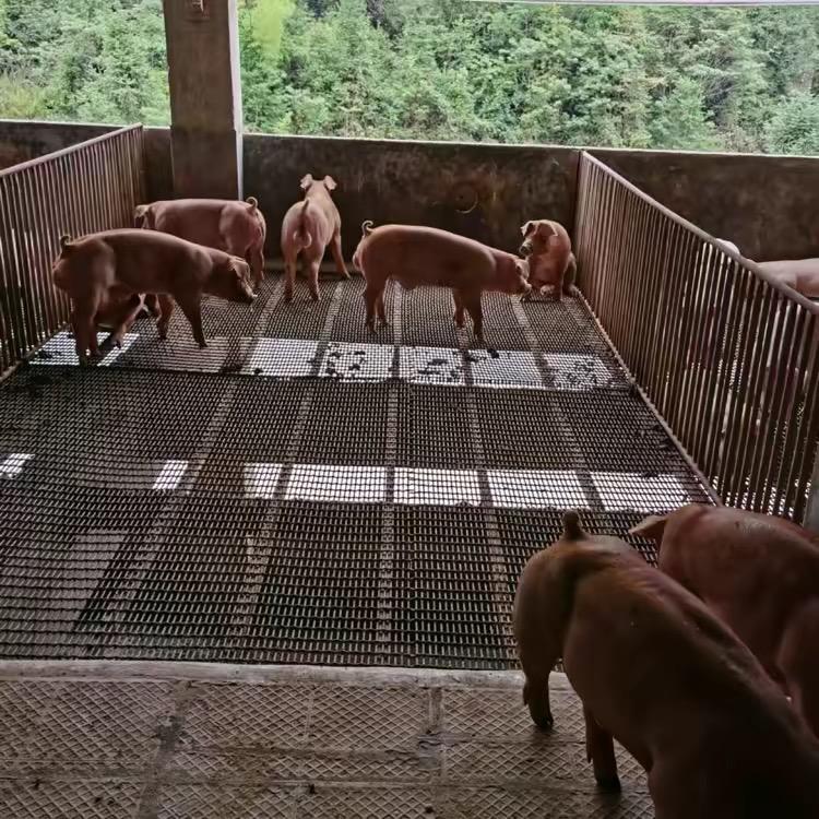 养猪的小庄