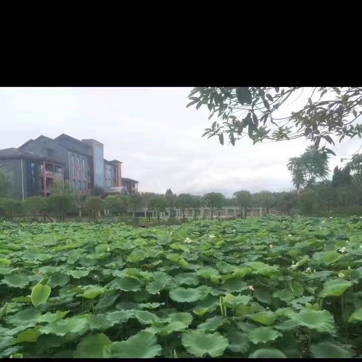 绿投资本绿色运营管理讲解（打工人说兰花）