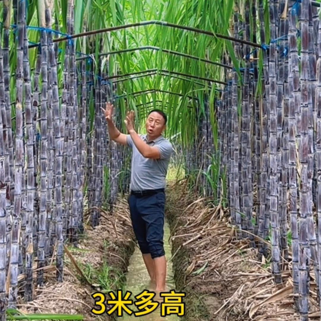 老蔡甘蔗