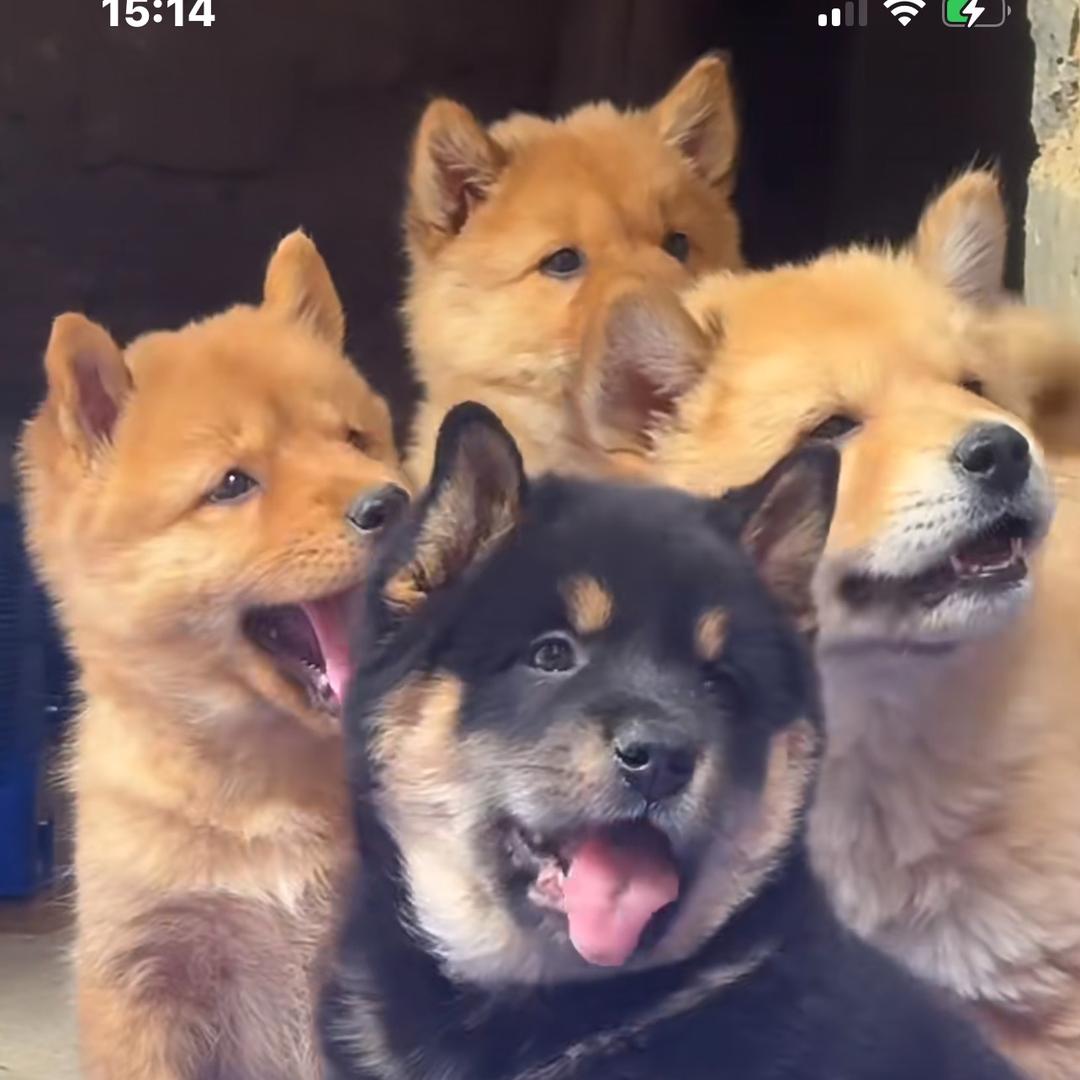 株洲田园犬养殖（青龙湾宠物基地）