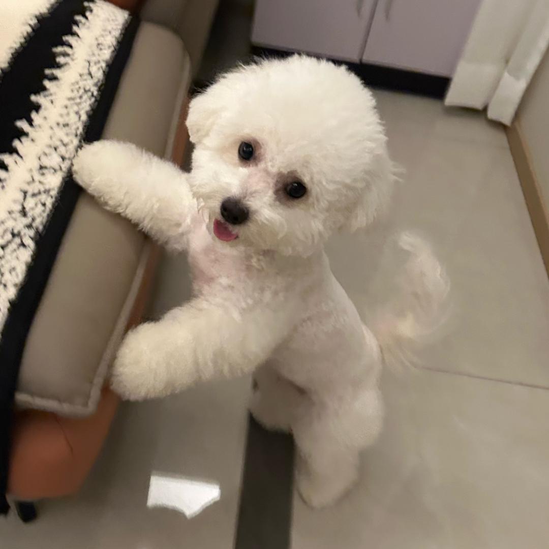 月亮小白