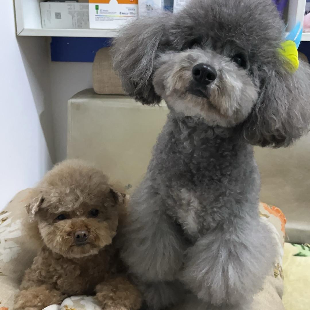 溜溜宠物店