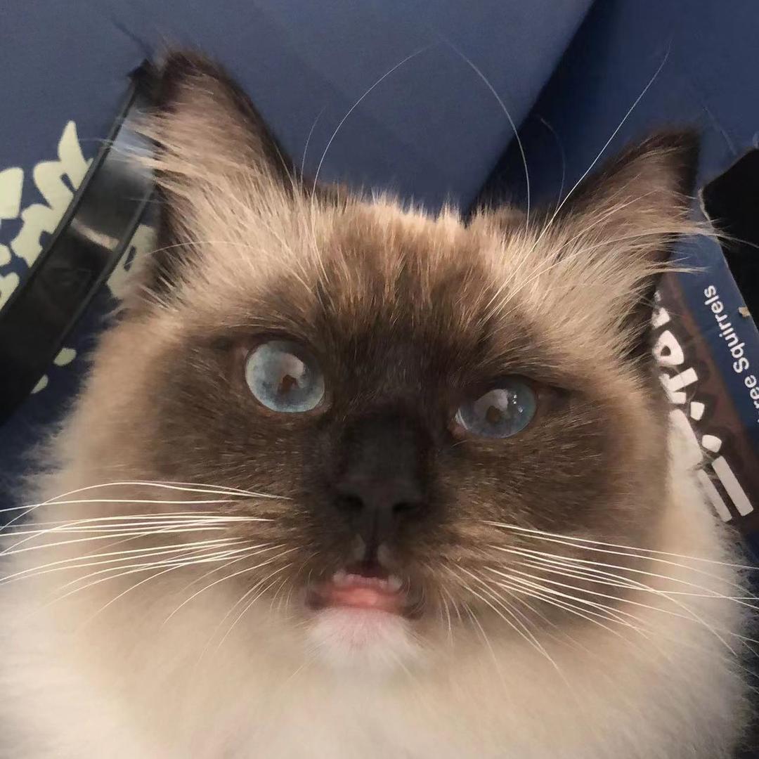 可乐是只猫🐱