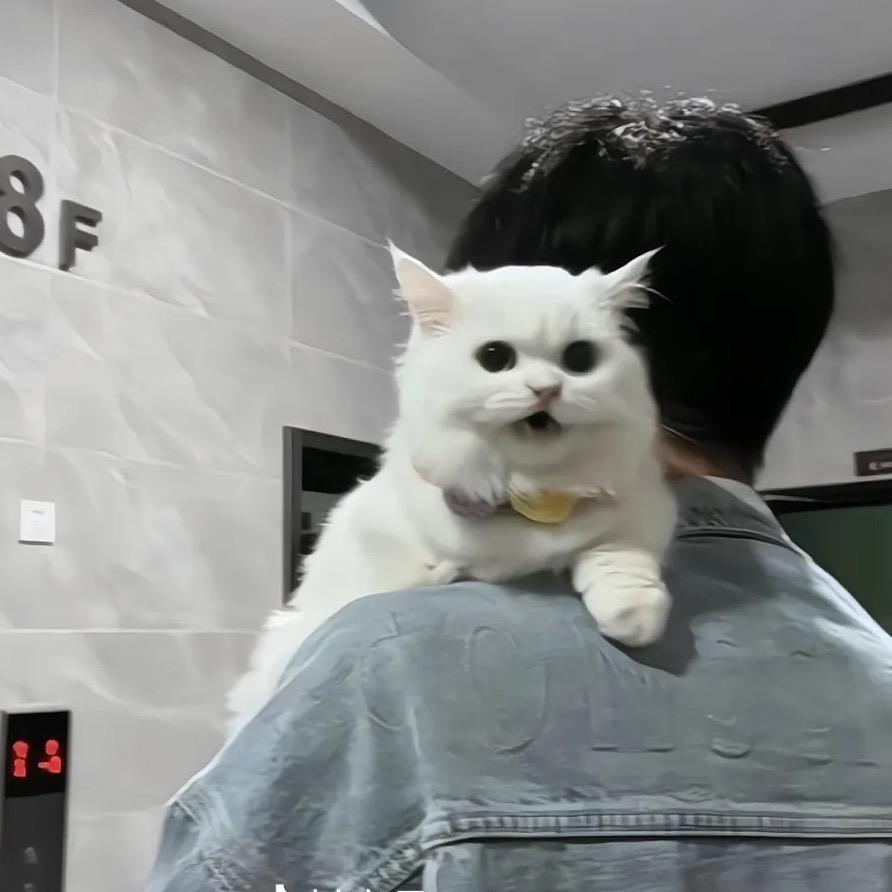 🌈调皮西瓜🍉暴富版前猎线盐修养版