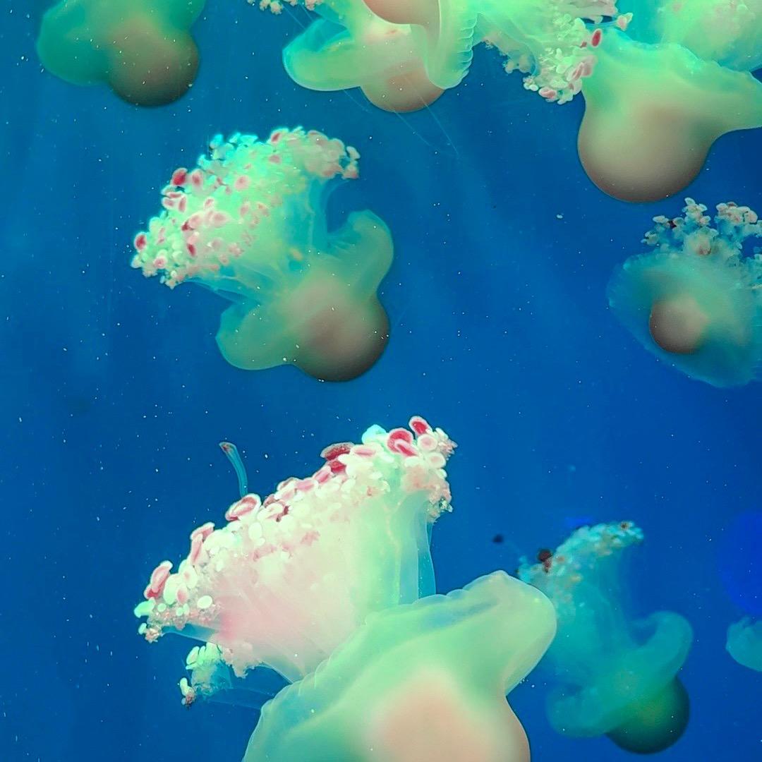 栗子