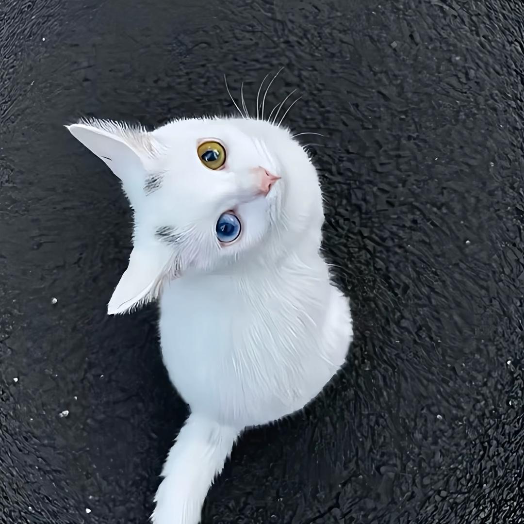 . nuo