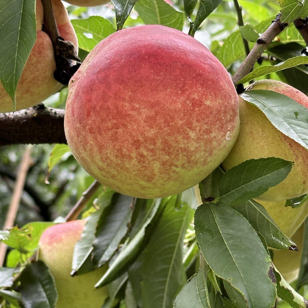 威岭四季花果采摘园