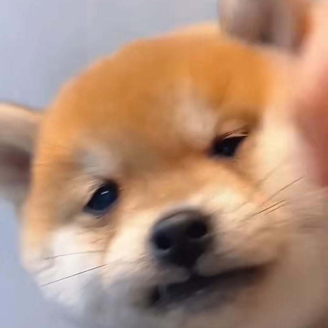 柴柴（买🐶丝我留V）