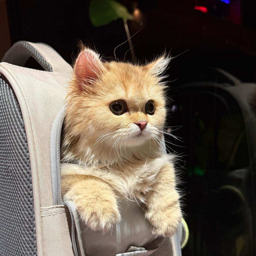 陈满满大王🐈