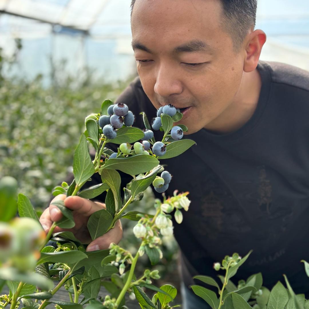 云南小白蓝莓
