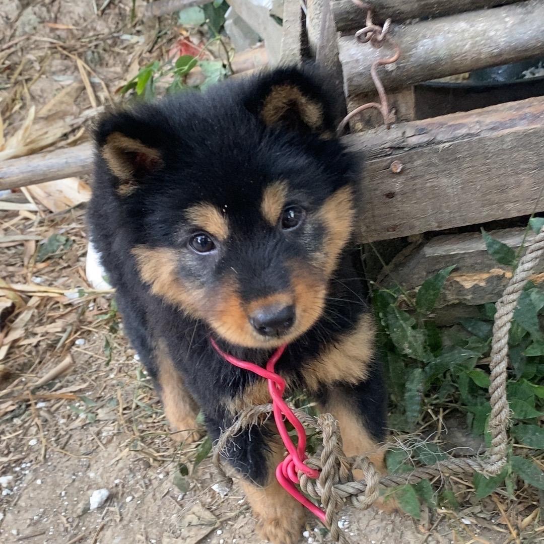 代找田园犬