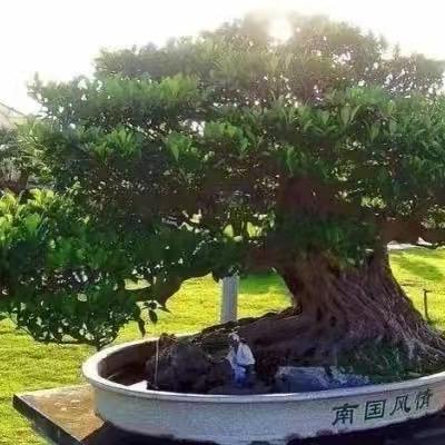 太行山小凯黄荆盆栽