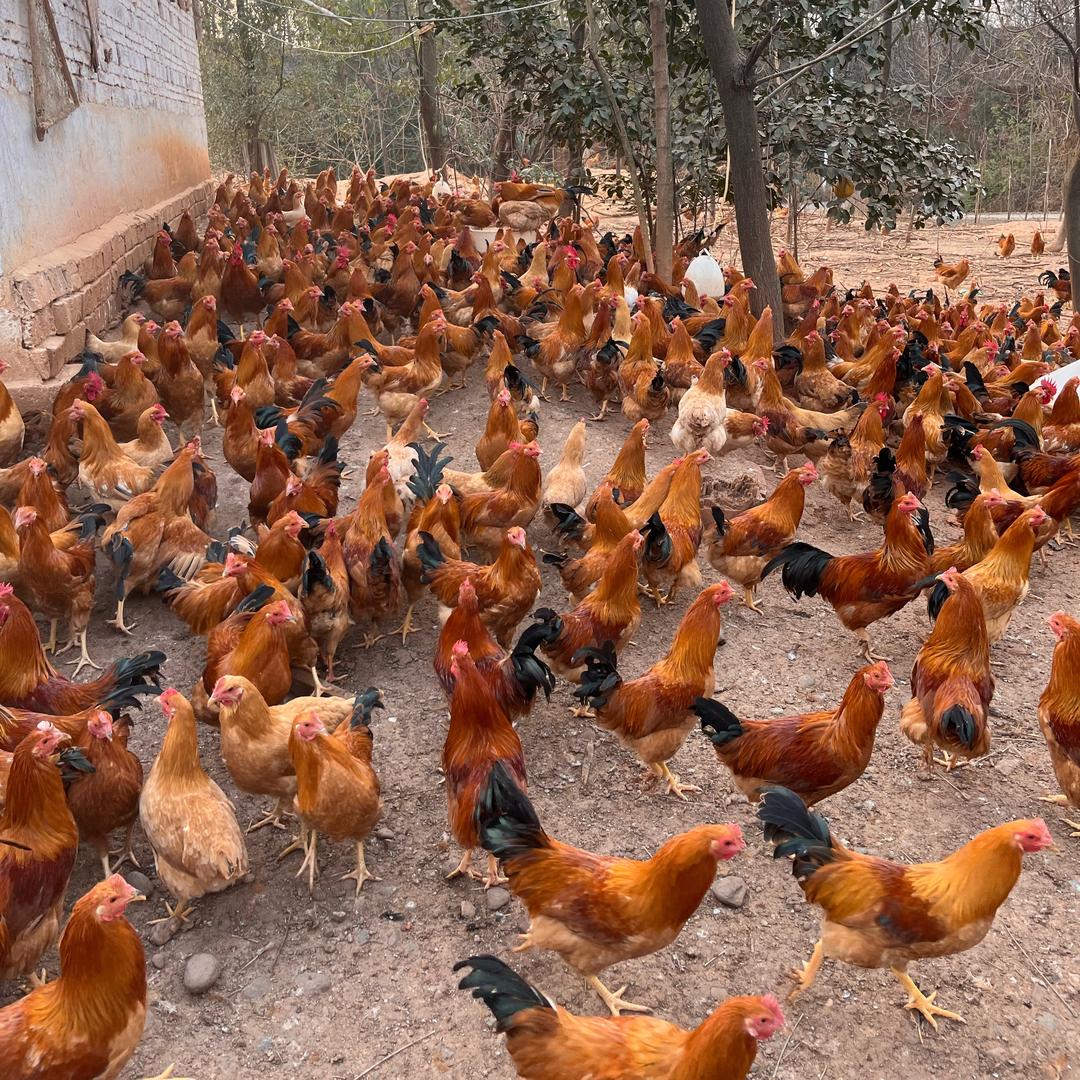 跑山土鸡🐔（陈）
