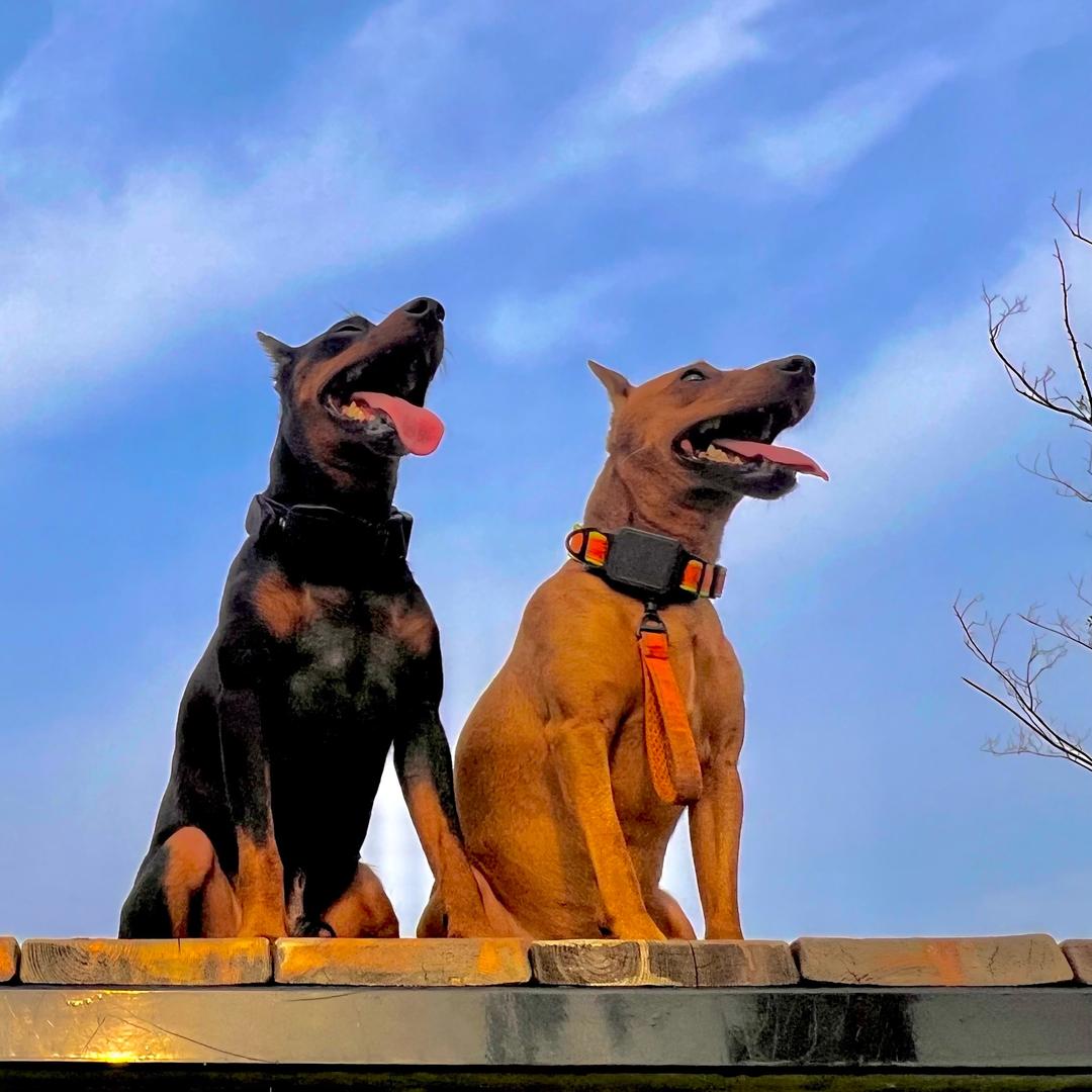 迷你杜宾Billy&Ollie ་ ོ