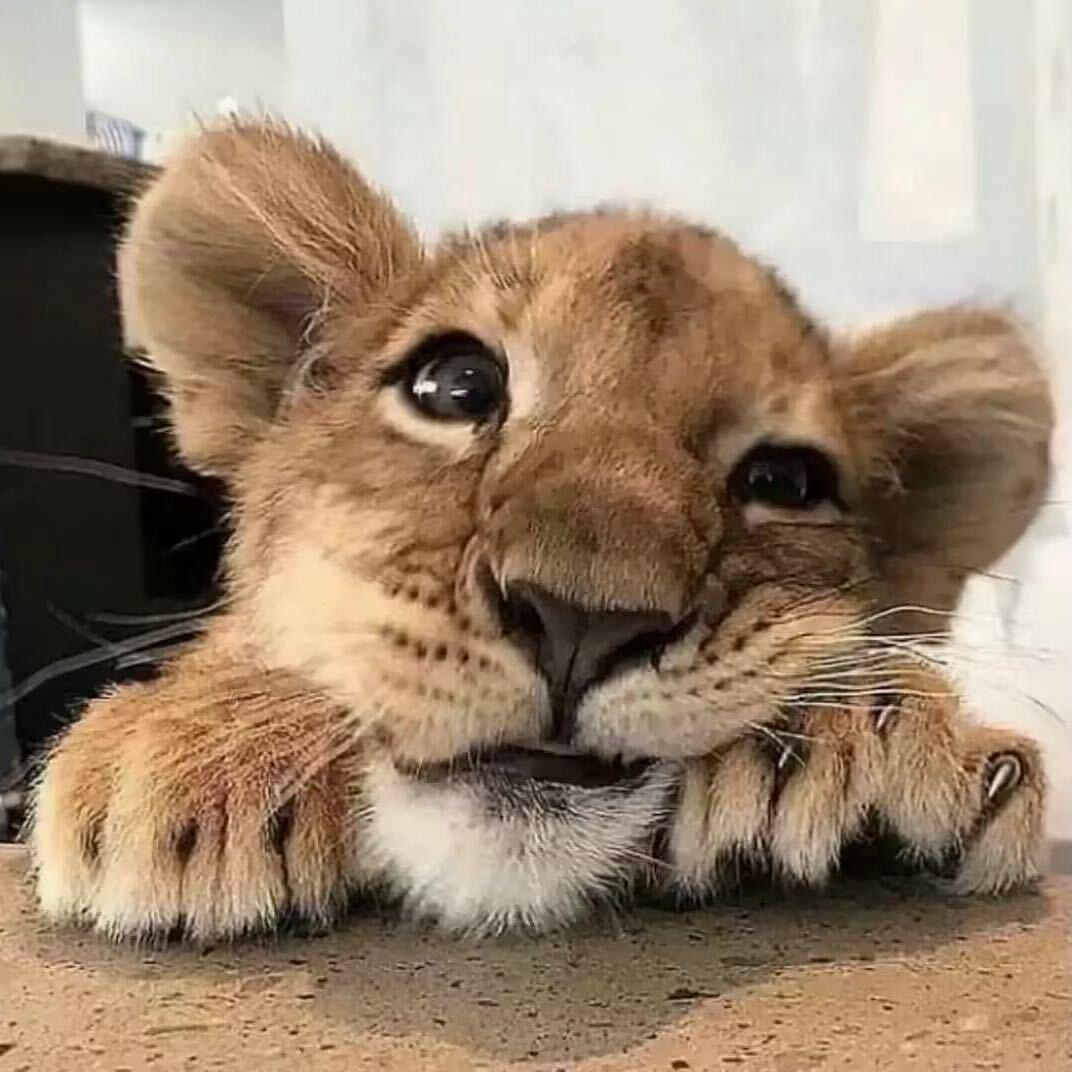 招财猫🐱