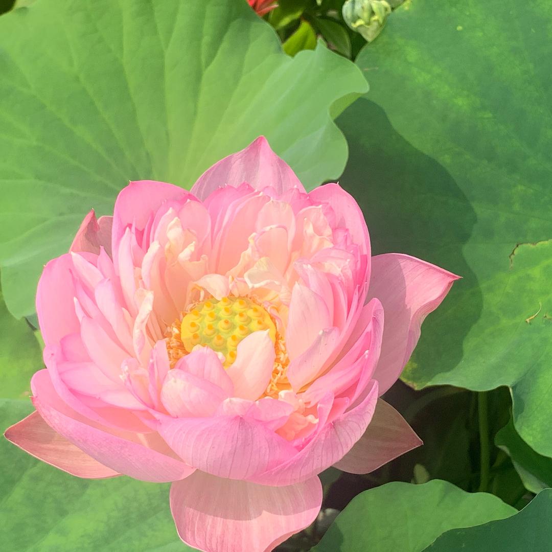 花花瓜瓜