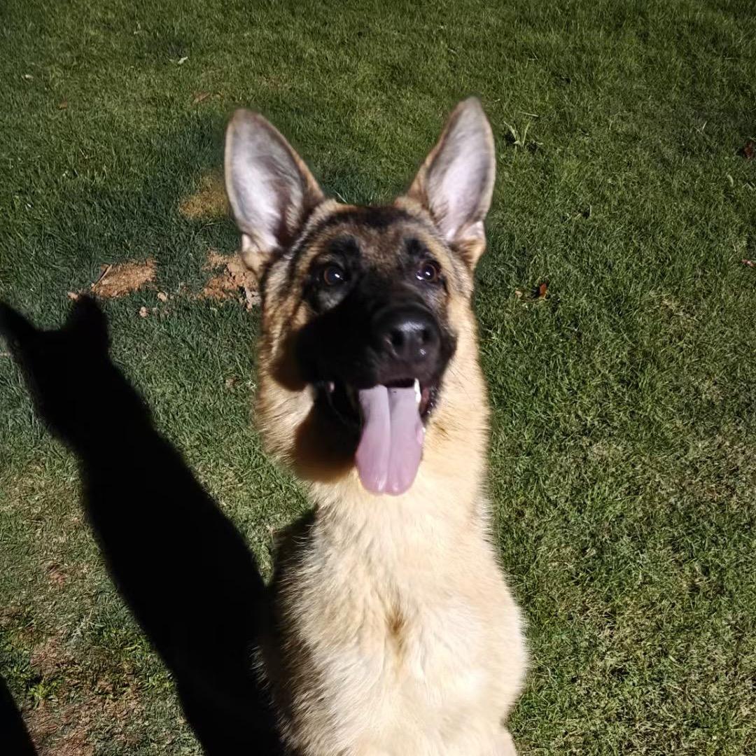 泸州星犬联盟训犬基地