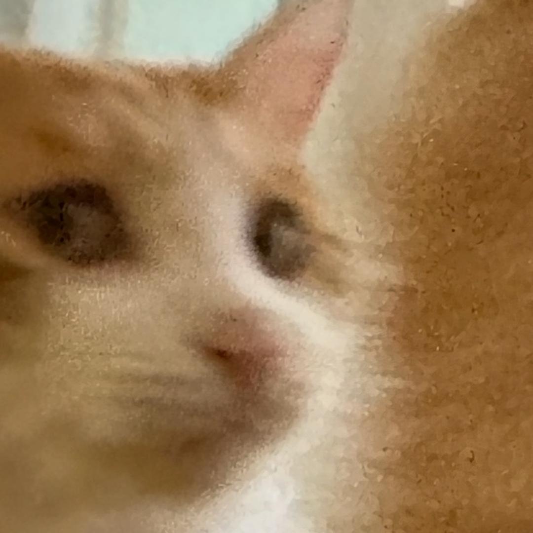 咪咪
