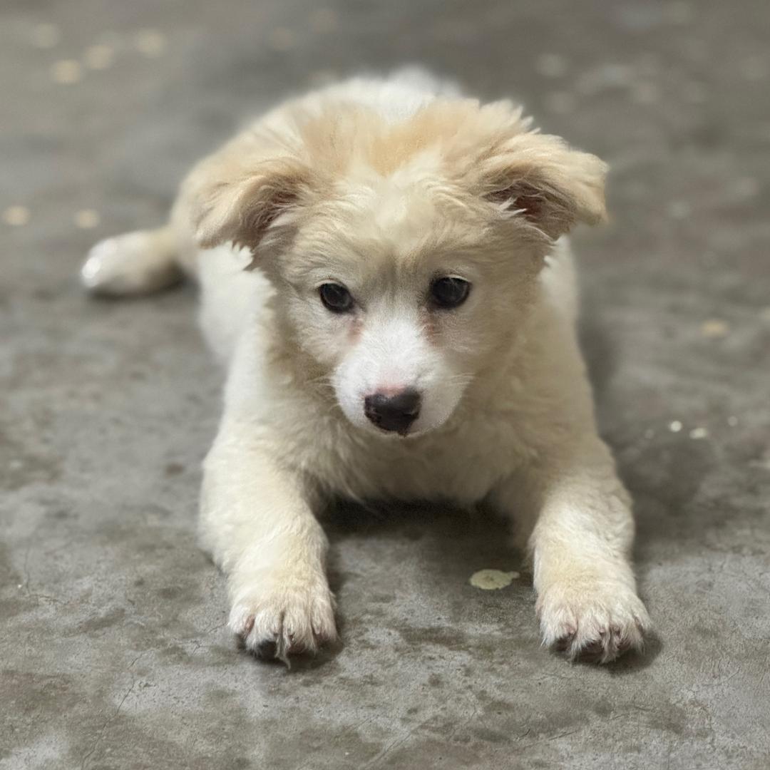 冷冰凝爱与梦脆霜.