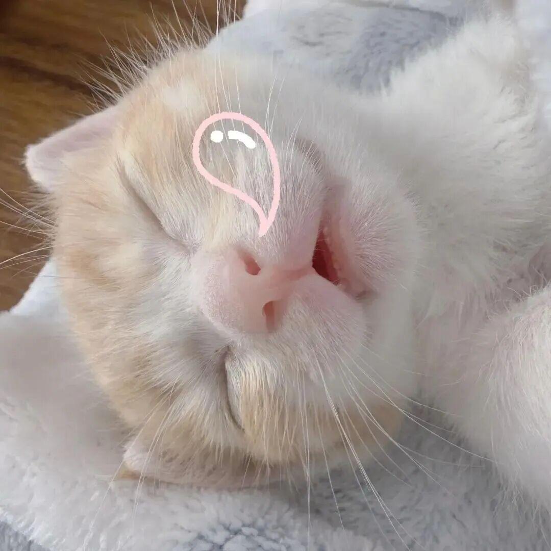 𝗧𝗼𝗸𝗮𝗶𝗲