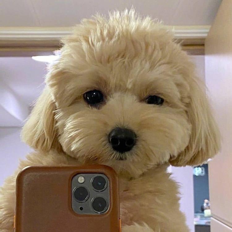 杰尼亚
