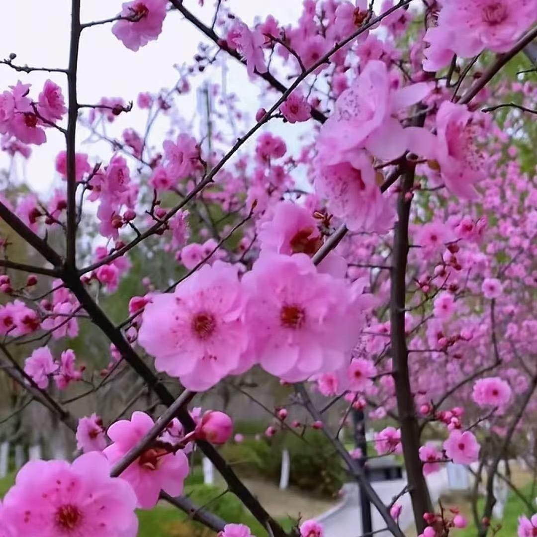 小懒猫💗