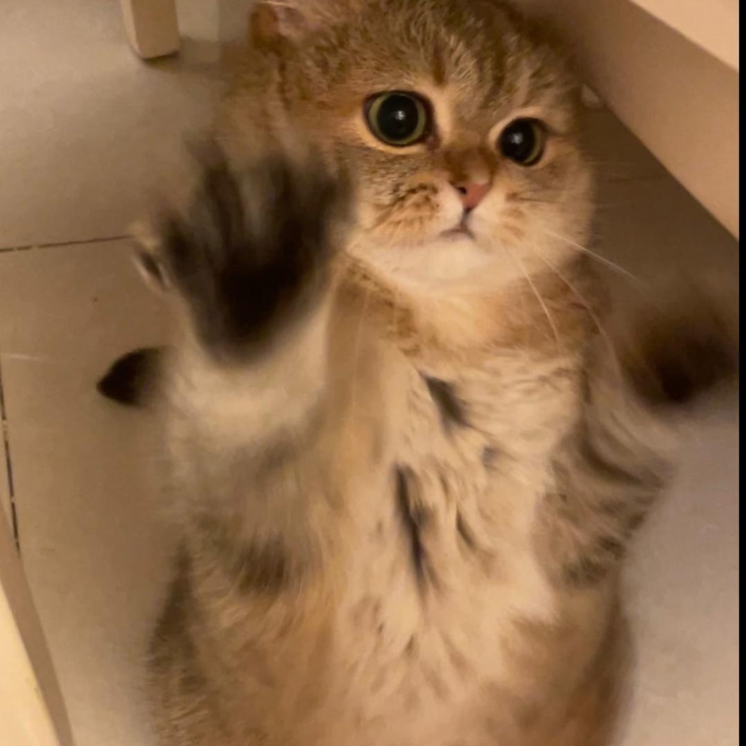 气气啵🐱