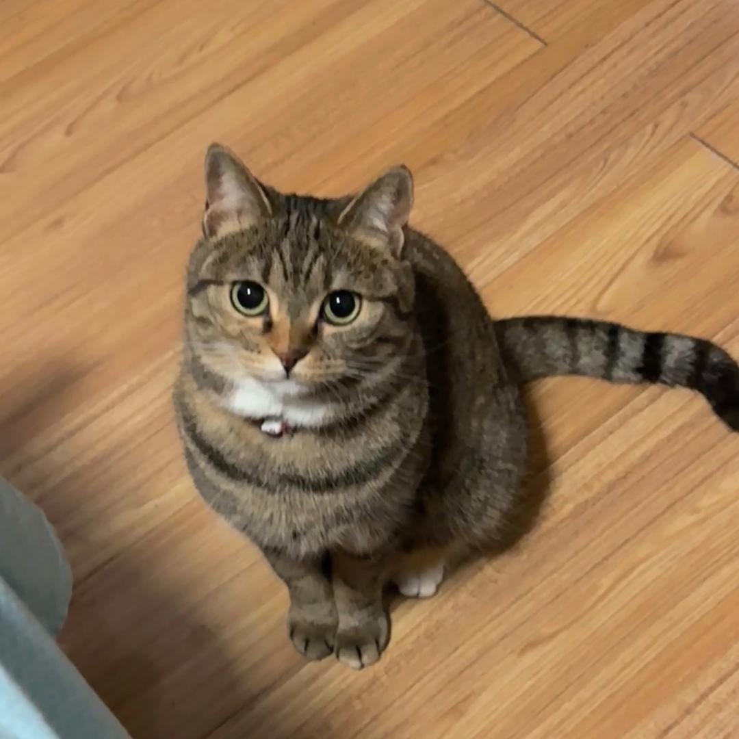 立正小猫