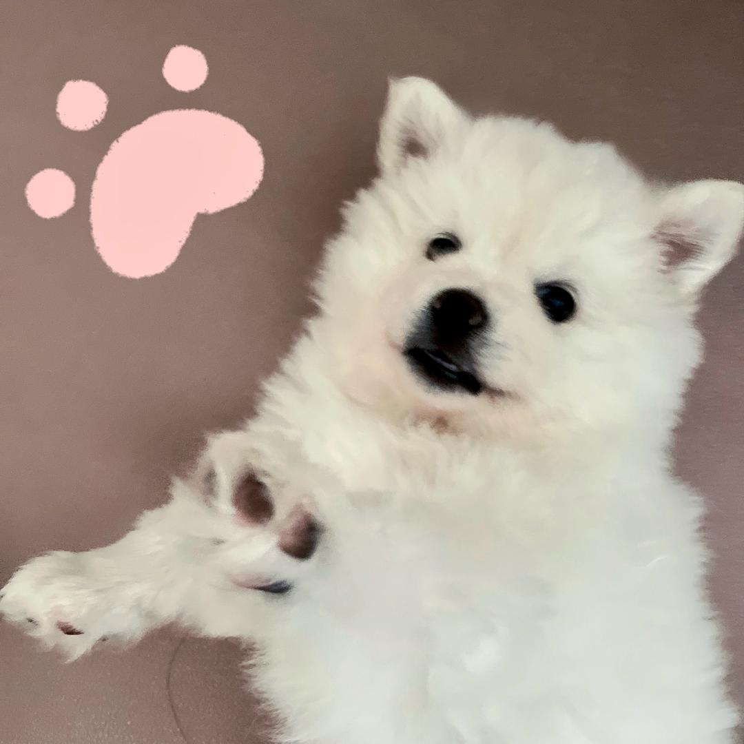Mao