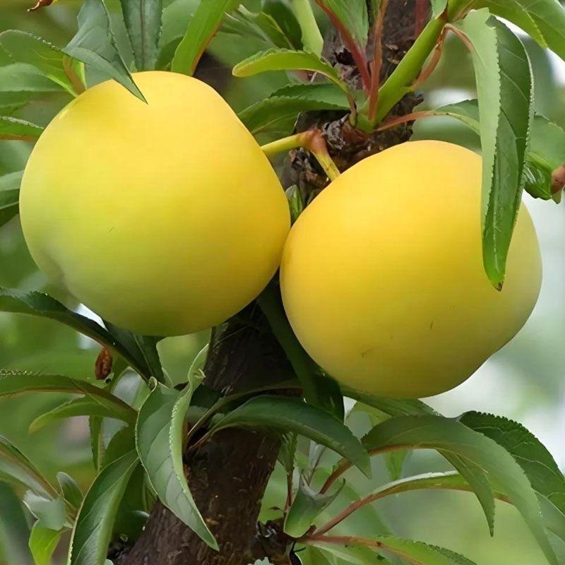 贵州蜂糖李种植供应-小周周