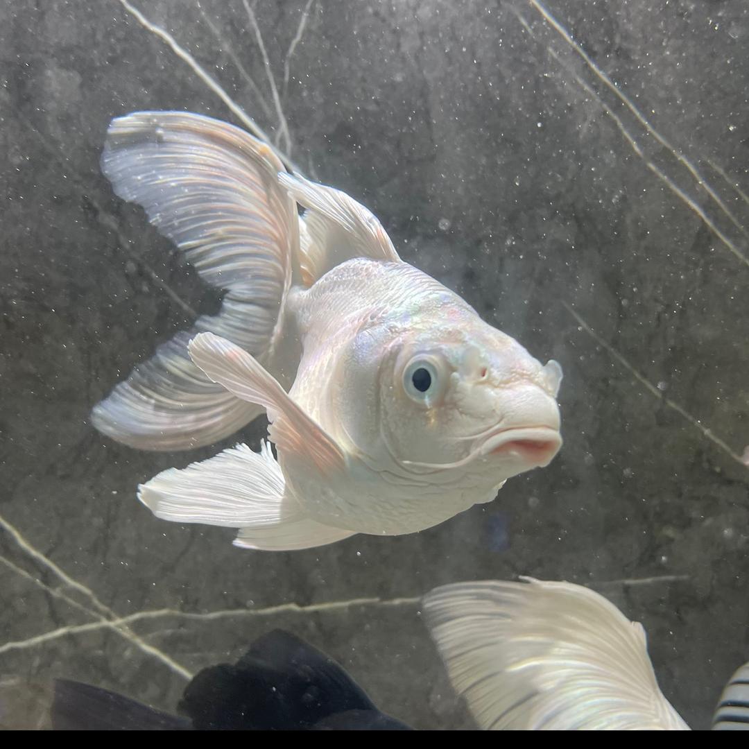 养鱼阿浩