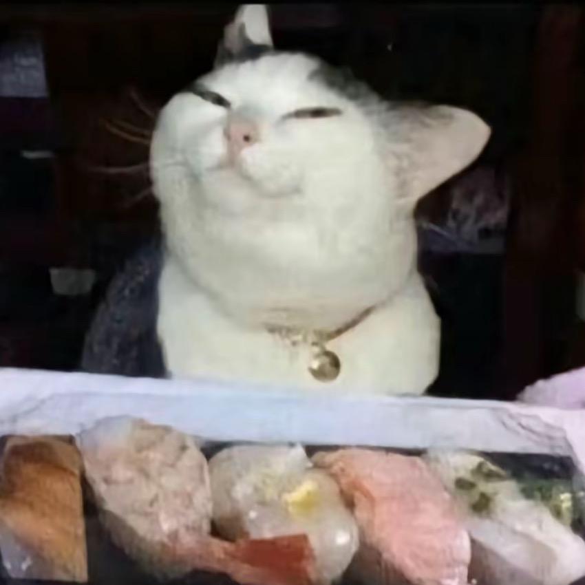 鱼鱼鱼鱼