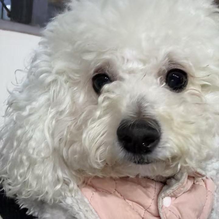 momo头像
