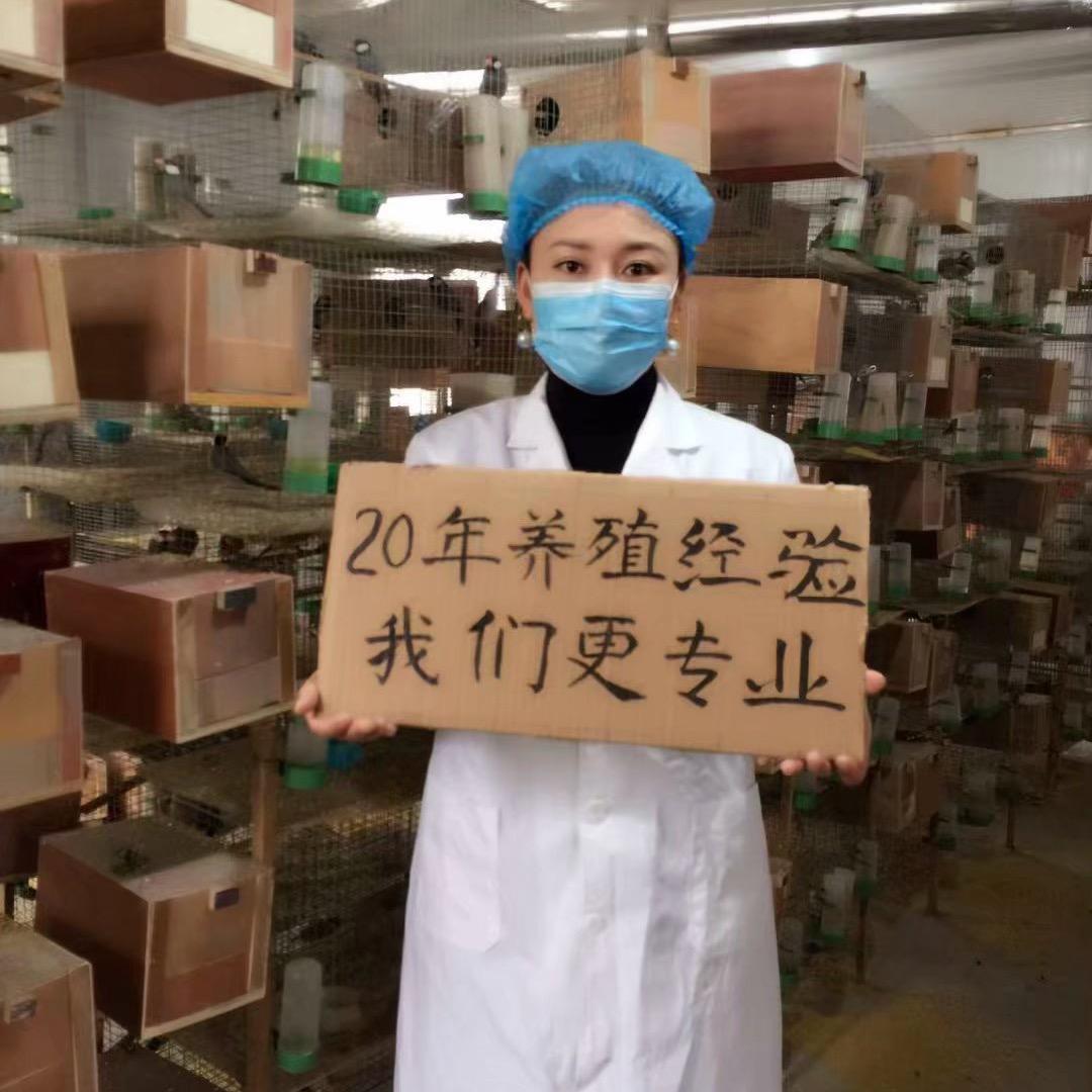 小太阳养殖
