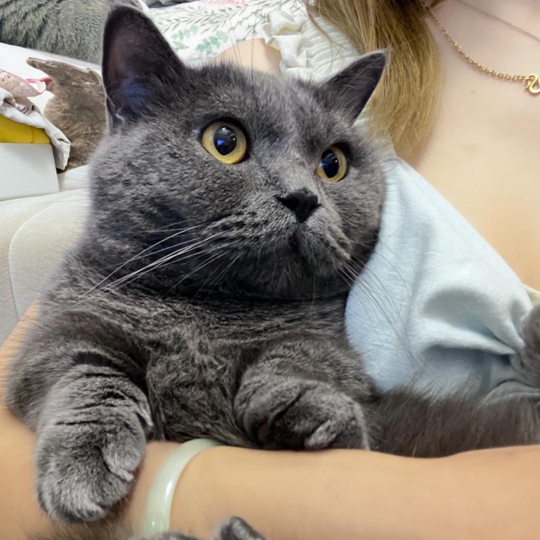 🌈MoMo🐈有8只猫