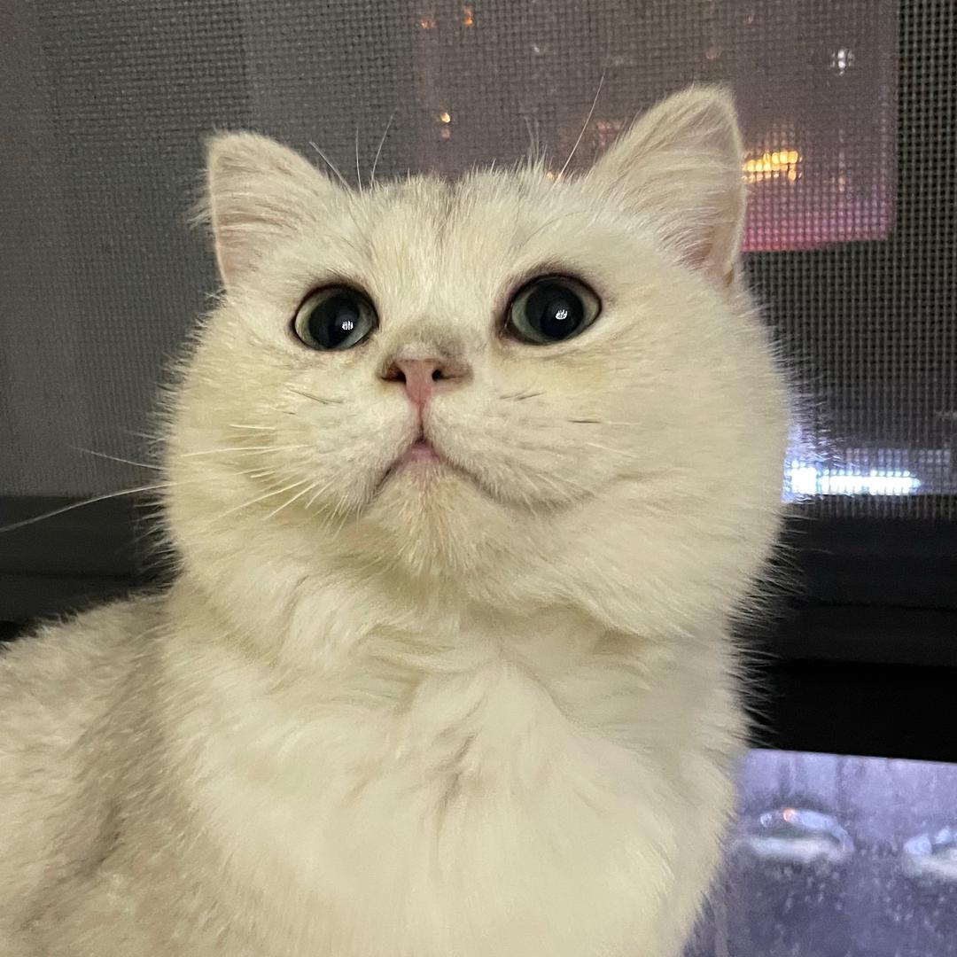 土豆 🐳