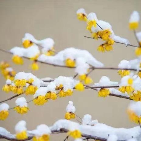 落雪寻梅