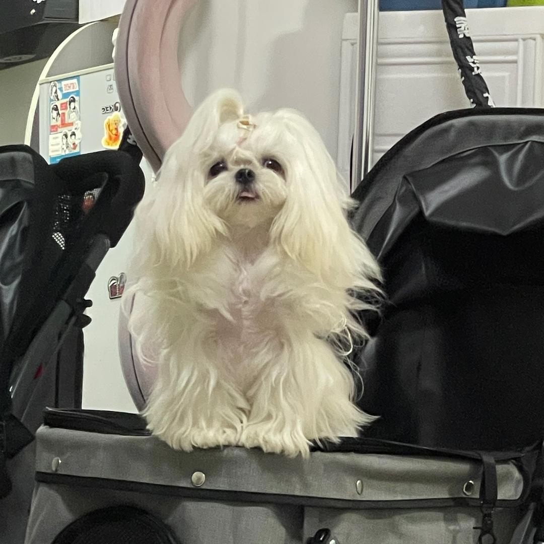 妮蔻的旅行记Neeko