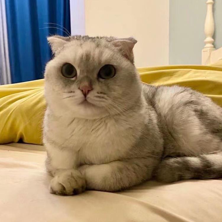 三弟不会用猫砂
