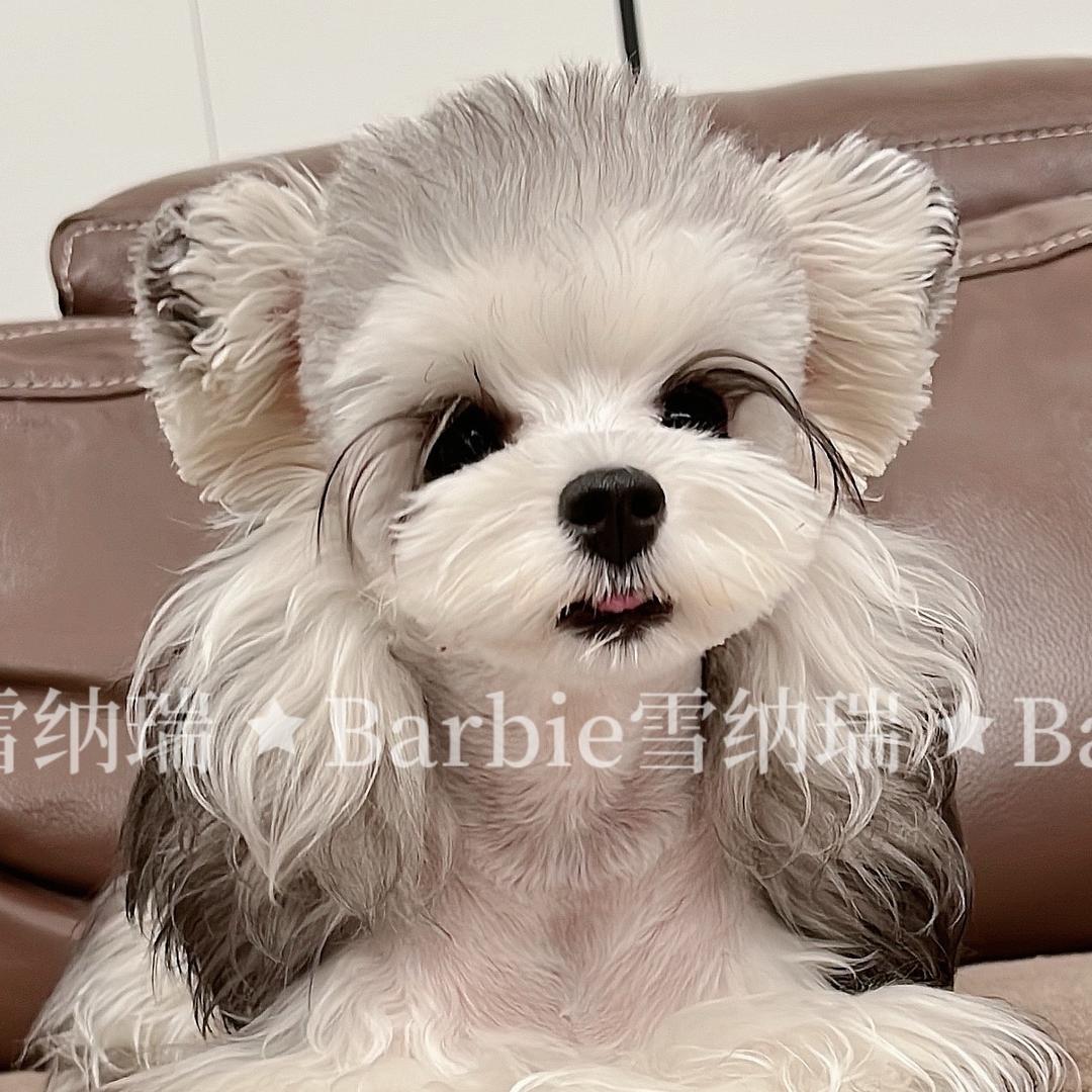 Barbie雪纳瑞