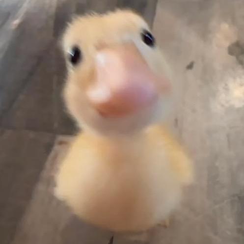 一只鸭