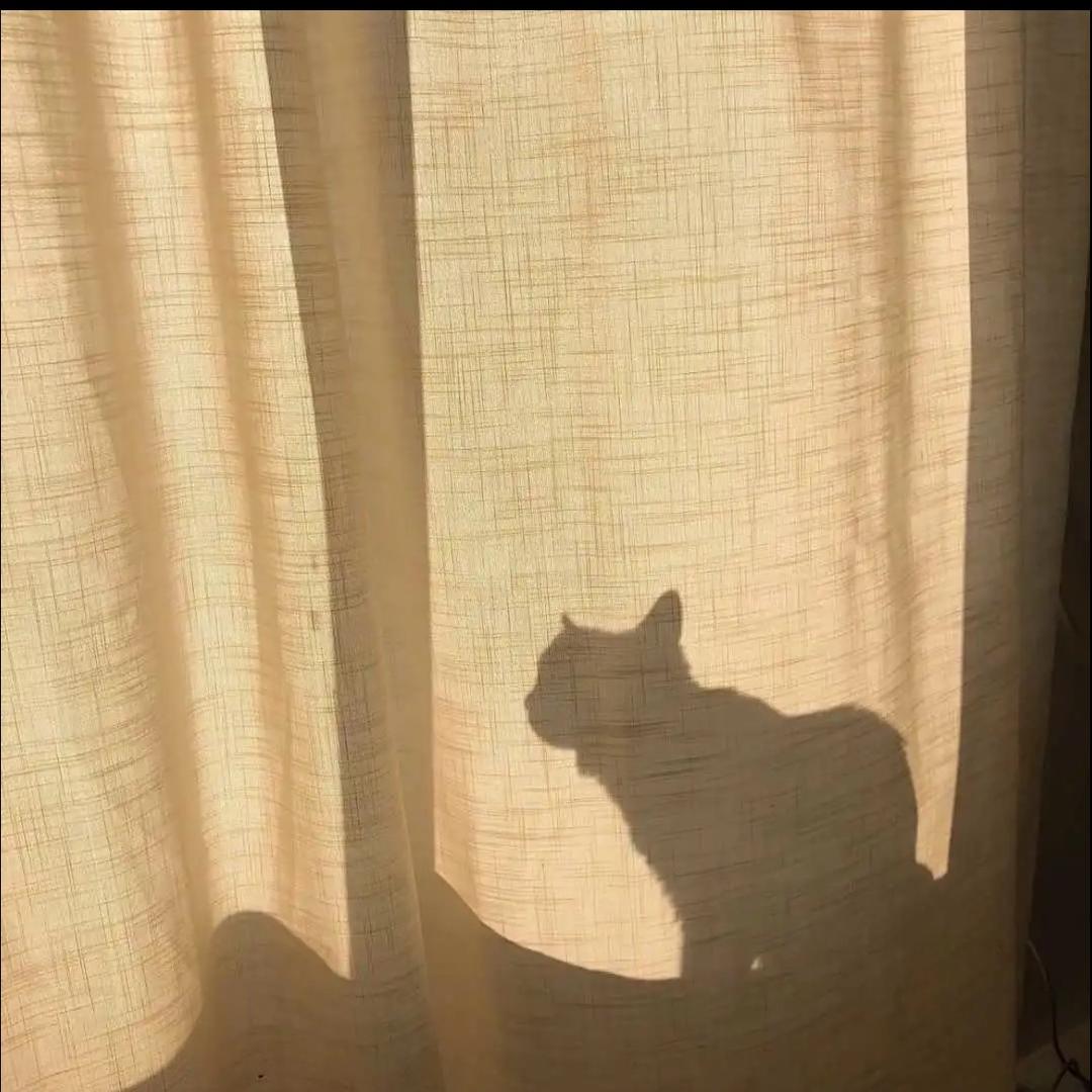 A   cat   一只猫。