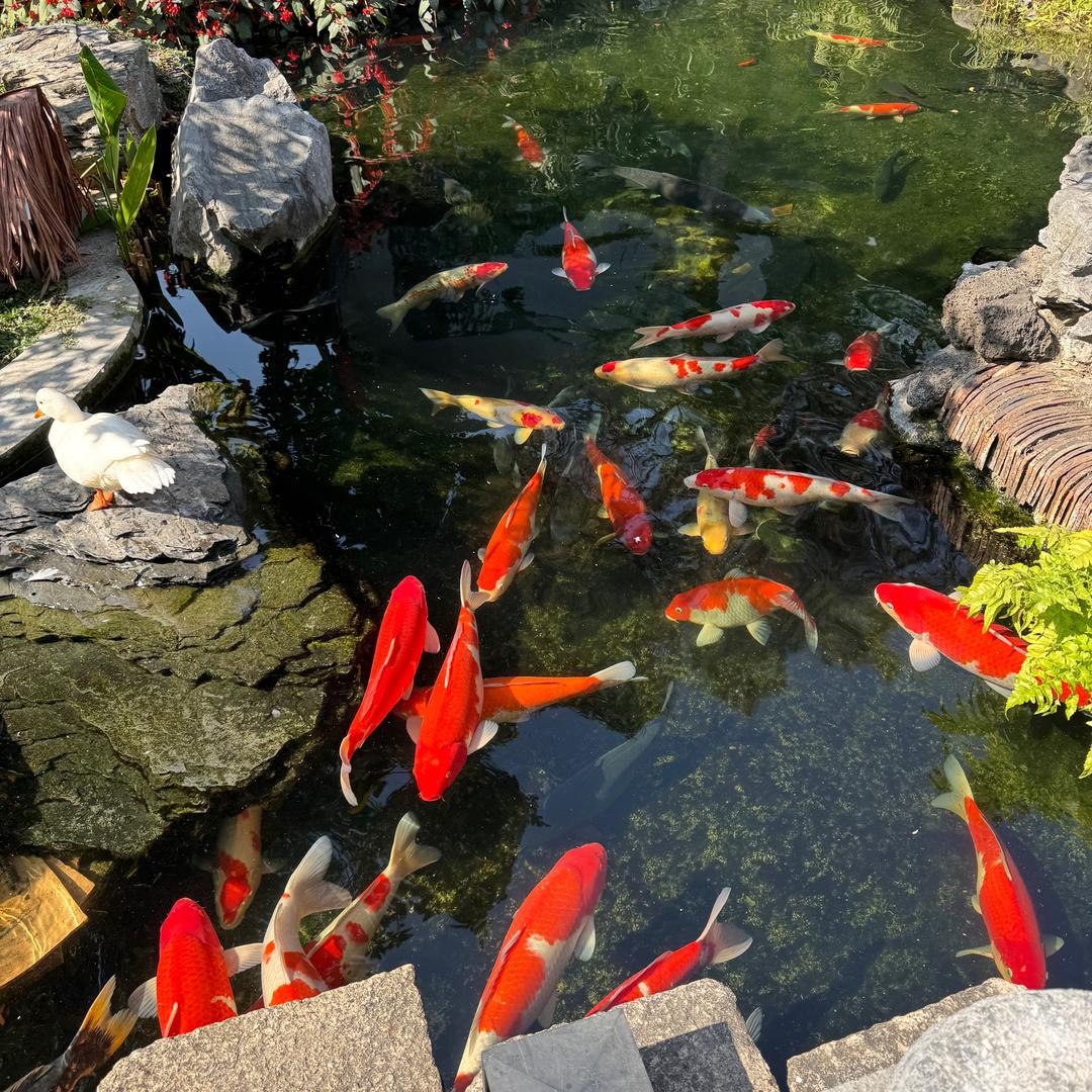嘉良