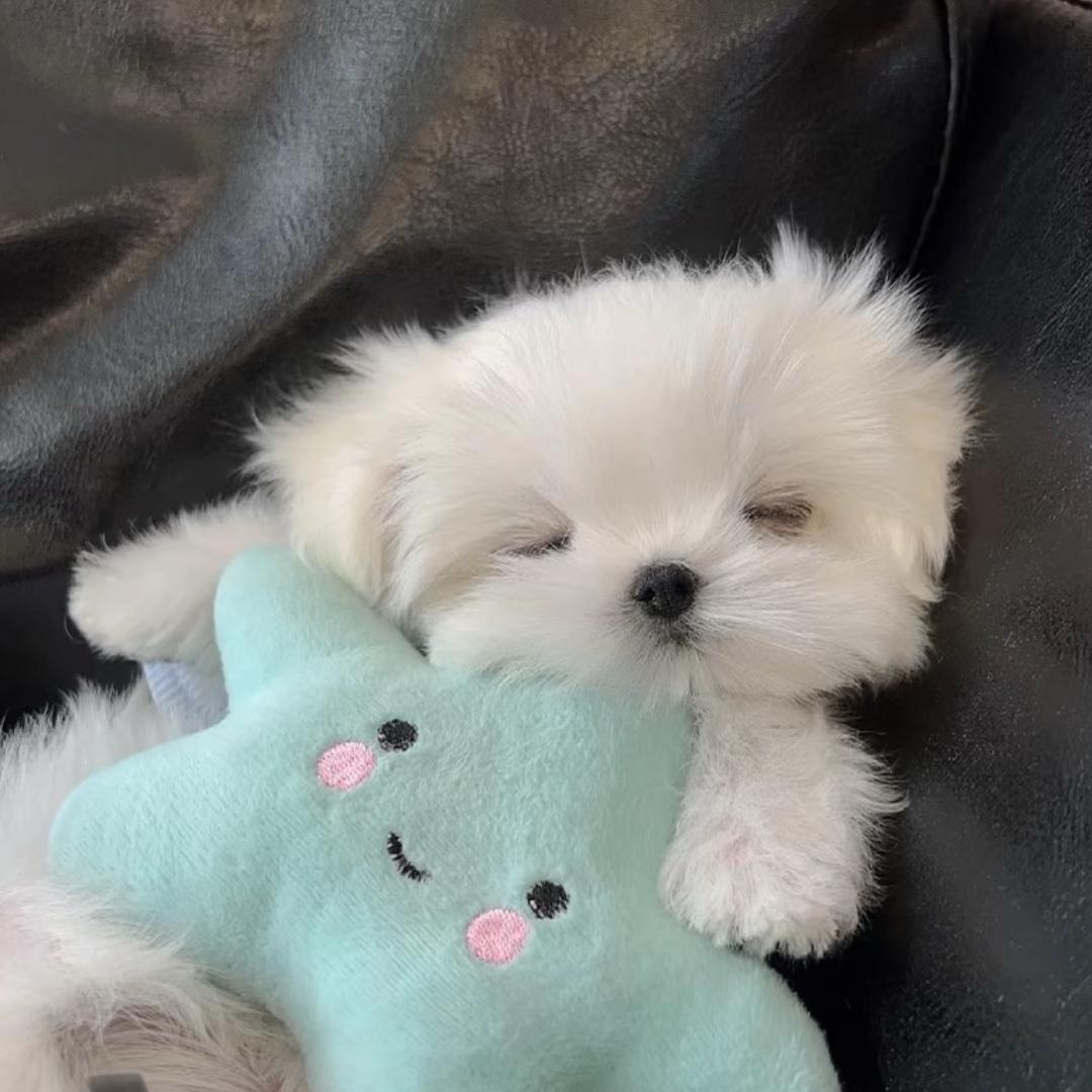 小鱼