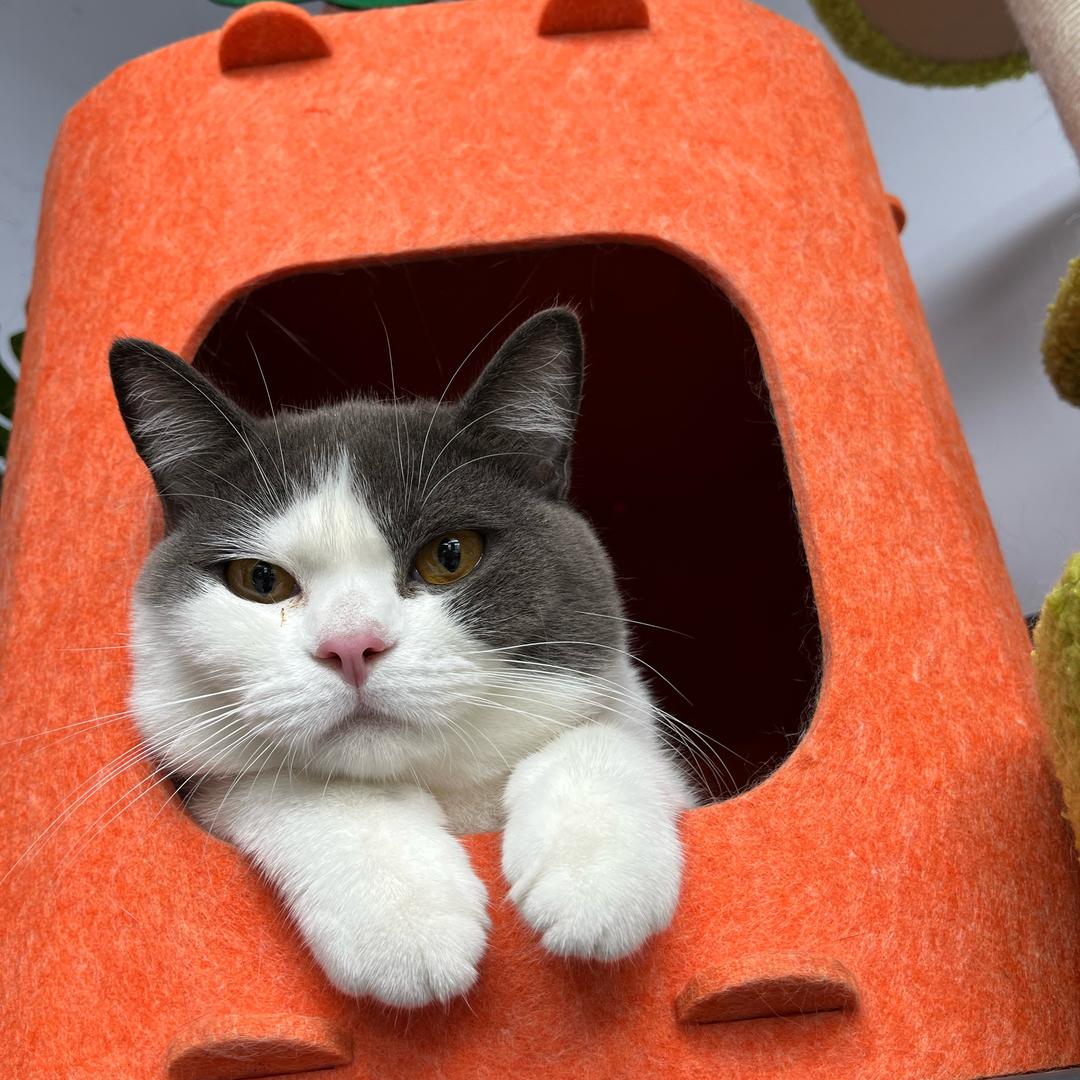 辉哥的猫狗日记