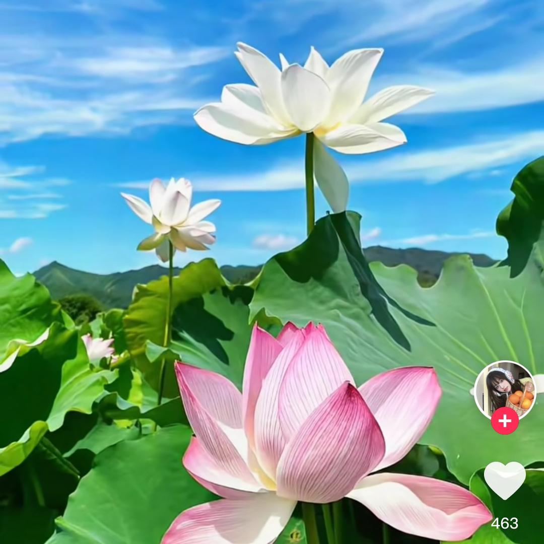 @碧静心